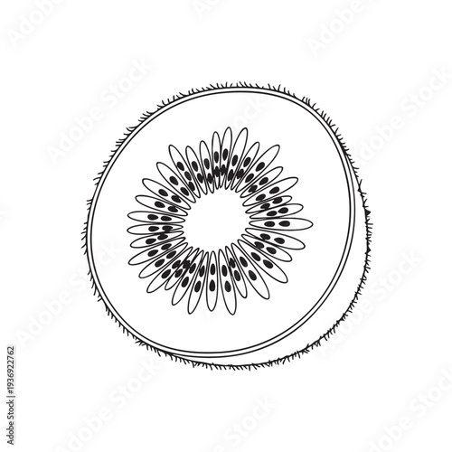 Detailed cross section of a kiwi fruit in black and white outline, showcasing its unique seed pattern and fuzzy skin, hand drawn illustration for healthy food and botanical themes
