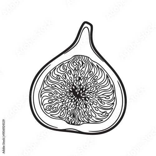 Detailed line drawing of a halved fig, showing internal seeds and texture, vector illustration for healthy food and drink, isolated on white background, natural fruit graphic.