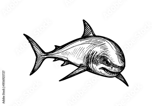 Great White Shark hand drawn simple sketch vector illustration