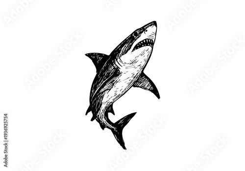 Great White Shark hand drawn simple sketch vector illustration