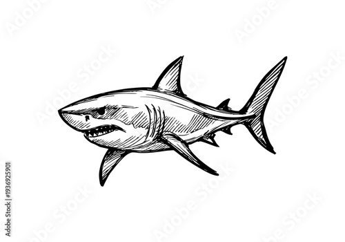 Great White Shark hand drawn simple sketch vector illustration