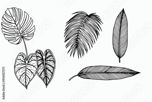 Tropical palm leaves silhouettes and line art set.