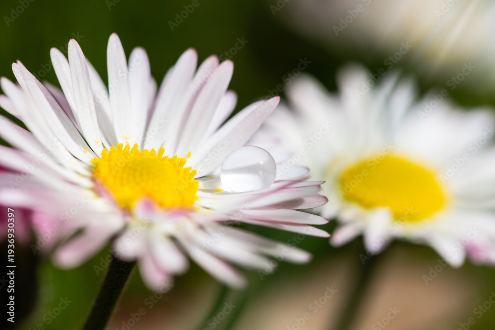 Obraz premium White yellow daisy flower macro nature 