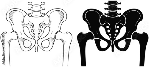 Human pelvis hip bone anatomy outline and silhouette, medical vector illustration of pelvic skeletal structure, orthopedic anatomy icon isolated on transparent background for healthcare education and 