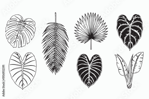 Tropical palm leaves silhouettes and line art set.
