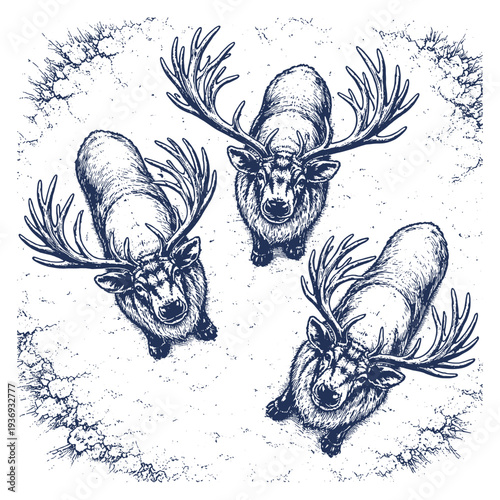 Unique Top Down Perspective of Three Reindeer in Snow Vector Illustration, Hand Drawn Vintage Woodcut Style Featuring Arctic Wildlife in an Engraved Design.