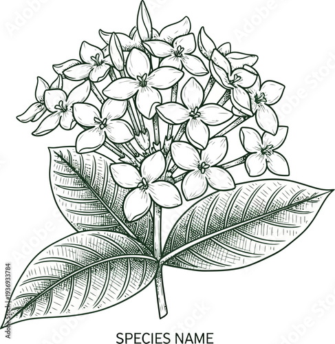 A detailed botanical illustration of a hydrangea flower with leaves and species name