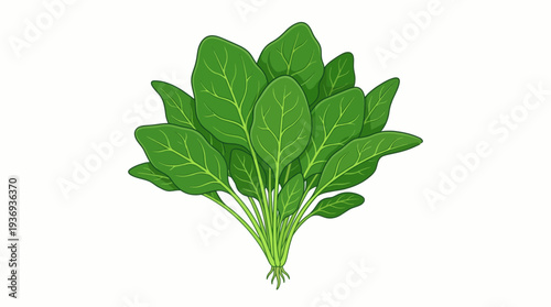 fresh green spinach leaves