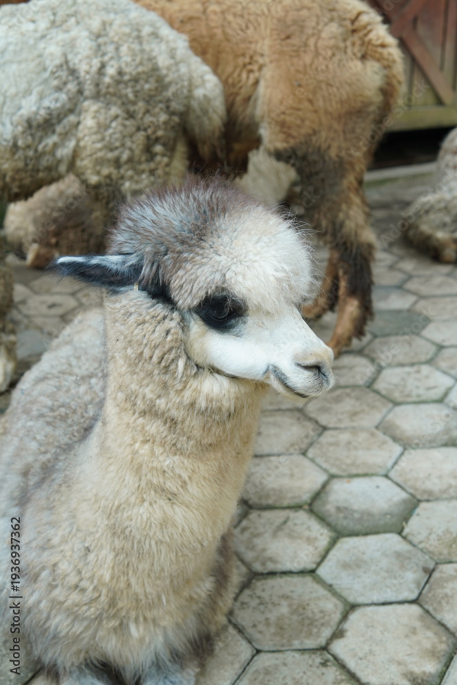 Fototapeta premium Close-up of a Young Alpaca