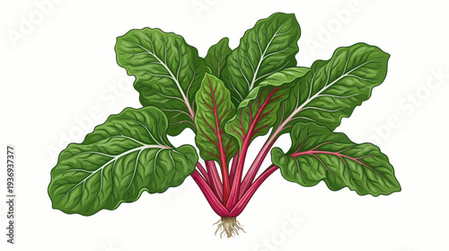 fresh radish isolated on white