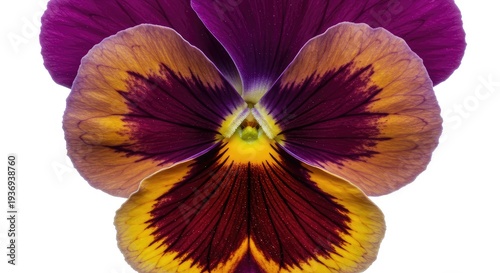 Beautiful macro photograph of a vividly colored pansy flower head, presenting its velvety texture and intricate details against a bright, clean white background ,cultivation ,gardening ,seasonal