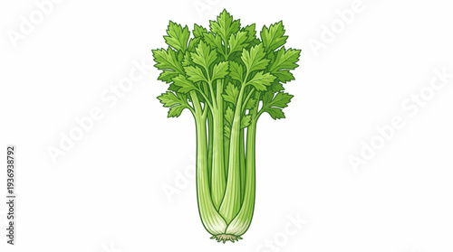 celery isolated on white background