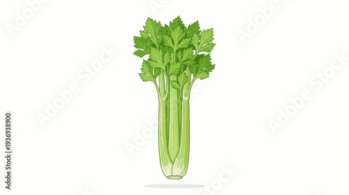 celery isolated on white background