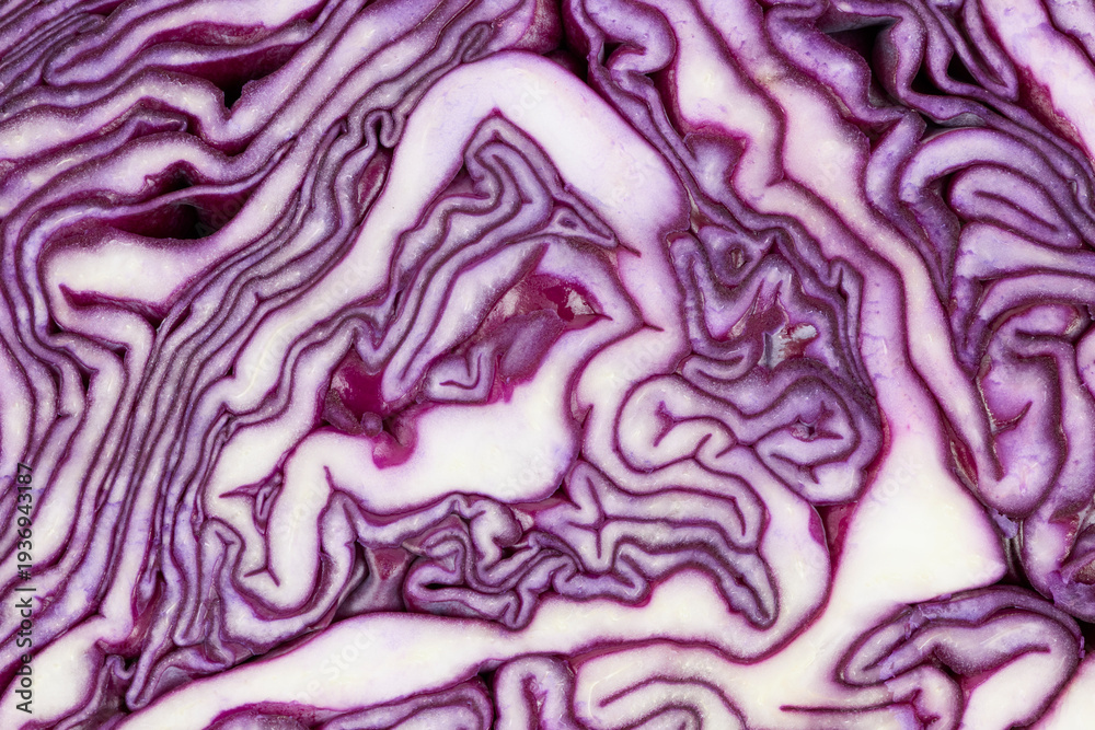 Obraz premium red cabbage close up