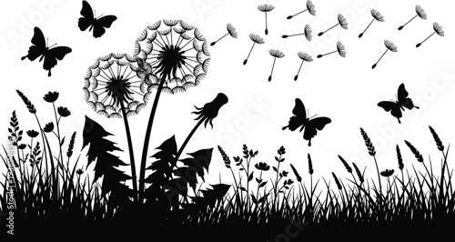 Black silhouette of dandelion flowers with seeds blowing in the wind, flying butterflies, and wild meadow grass isolated on white background for summer nature design (25 words)