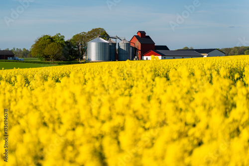 Photos Bright yellow flowers contrast with red barns and agricultural silos in Nordic rural setting