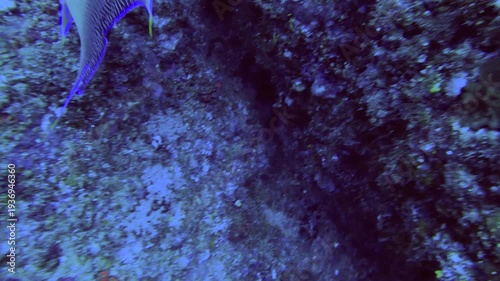 close up slow motion of Semicircle angelfish coming out from the gap of coral reef rock curious looking then turn away while scuba diving in the deep ocean sea salt water underwater world during day t