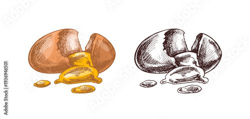 Hand drawn vintage cracked egg with flowing yolk colored and monochrome engraving style culinary food illustration set