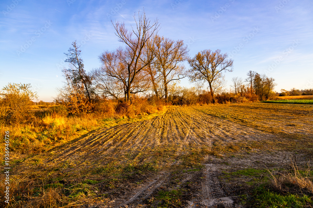 Fototapeta premium A tranquil, northern autumn landscape with golden light illuminating the fields and autumn trees. Świętokrzyskie Voivodeship, Poland