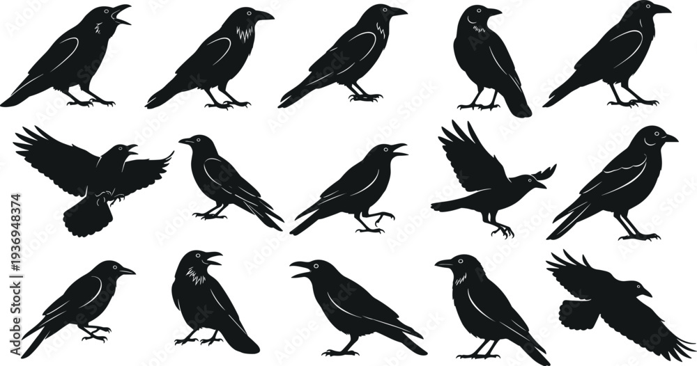Naklejka premium Black and white vector set of fifteen crow and raven silhouettes in various poses including flying perched and croaking for horror.