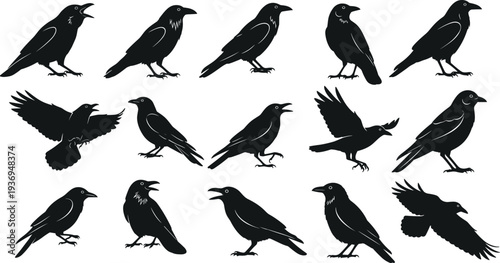 Black and white vector set of fifteen crow and raven silhouettes in various poses including flying perched and croaking for horror.