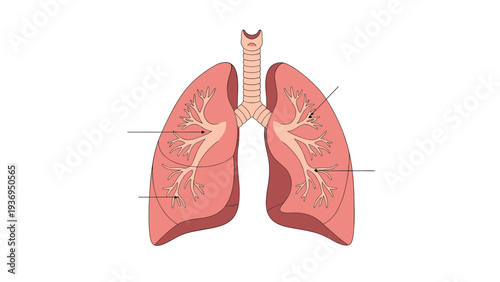 Human lungs anatomy illustration showing respiratory system with trachea and bronchi in detailed medical diagram style for education.