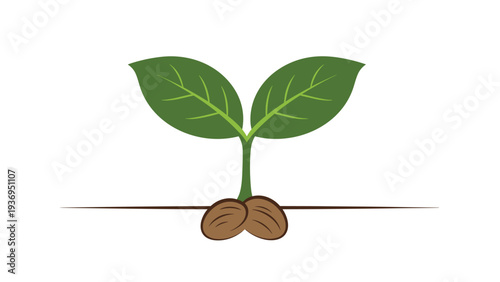 Young green plant sprouting from two coffee beans in the soil against a clean white background for growth and sustainability concepts.