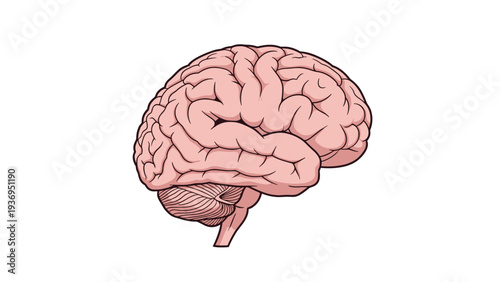 Detailed medical illustration of the human brain showing various lobes and structures in soft pink and beige tones for education use.