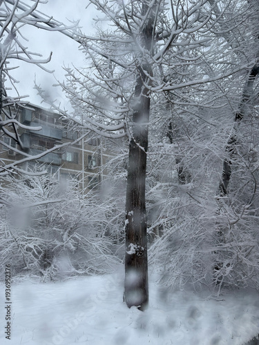 Snowy city landscape with trees covered in fresh white snow. Winter weather scene in urban environment. Calm seasonal morning view of frost and branches during a cold blizzard climate.