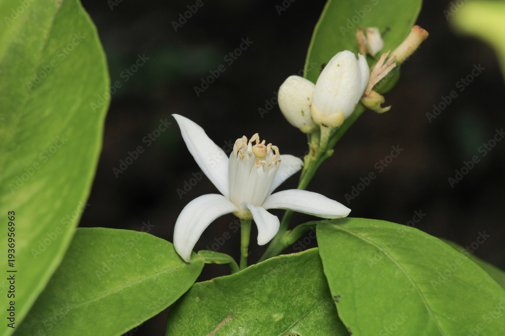 Fototapeta premium white small flower blooming in winter 