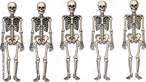 Human skeleton anatomy set, detailed medical bone structure illustration collection, front view skeletal system characters, educational anatomy vector isolated on white background