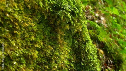 Natural Green Moss Background with Fresh Texture and Soft Light. Water drop