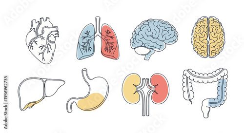 Collection of Human Internal Organs in Line Art Style