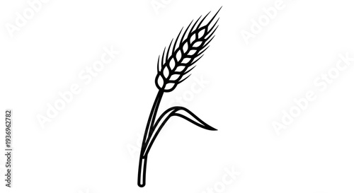 A simple black and white illustration of a single wheat stalk.