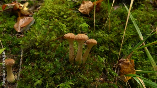 Wild Honey Mushrooms Growing in Green Moss in Forest. Autumn Nature Macro