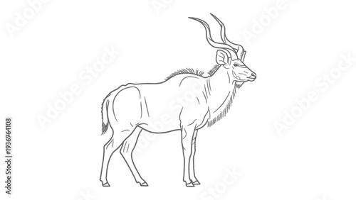 Majestic Kudu in Monochrome: A detailed outline of a graceful kudu, showcasing its impressive spiral horns, captures a moment of serene elegance.