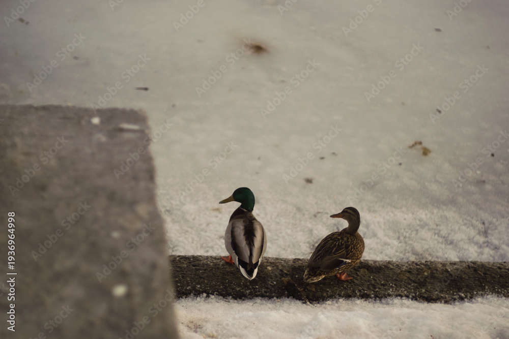 Fototapeta premium ducks on the city lake on the water in early spring, surrounded by ice