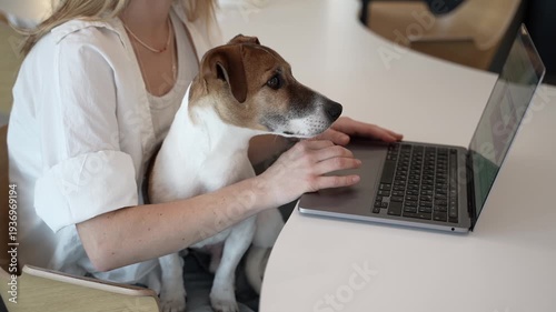 dog Jack Russell terrier looking at the screen sitting on woman lap. Owner girl typing laptop. working studding in pet friendly office or online shopping. video footage. pet parent lifestyle