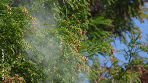 花粉　杉