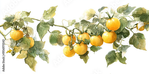 Hand-painted watercolor botanical illustration of yellow tomato fruits growing on a leafy vine, ripe golden tomatoes in natural garden composition, soft watercolor texture, clean white background, iso