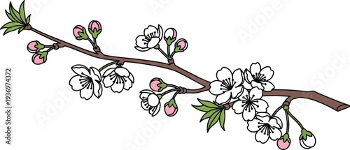 Hand drawn illustration of a beautiful cherry blossom branch featuring both delicate pink flowers and developing unopened flower buds