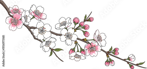 Beautiful hand-drawn pink cherry blossom branch with delicate open flowers and unopened buds on a white background for spring designs
