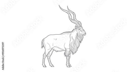 Majestic linear: An addax, also known as the white antelope, standing proudly in a captivating black and white drawing.