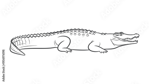 Alligator Illustration: A detailed line drawing of an alligator, showcasing its distinct features and textures, providing a look into this reptile's natural appearance.