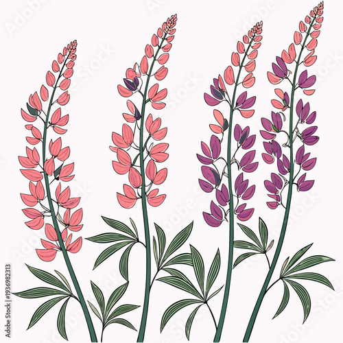 Colorful of pink and purple lupine flowers pink flowers