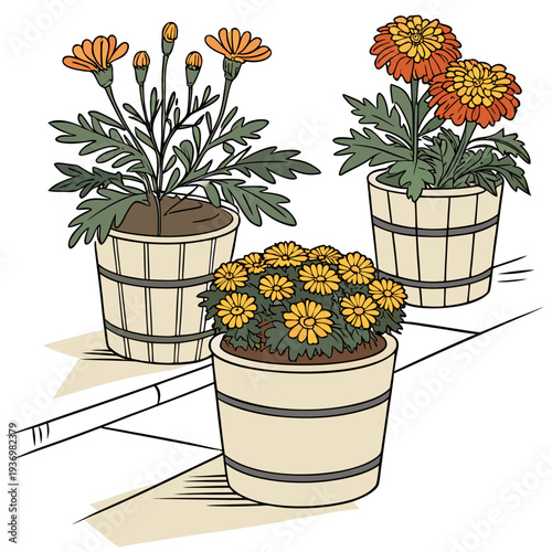 Of potted marigold and chrysanthemum flowers potted plants 1