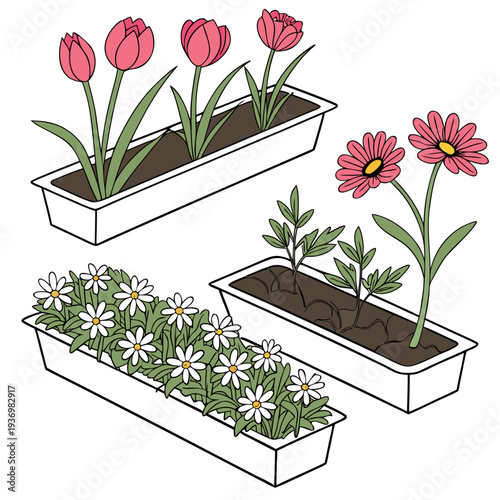 Of pink tulips white daisies and seedlings in planters