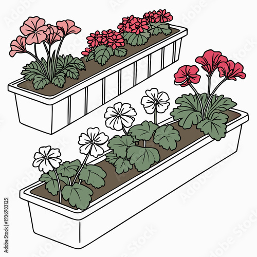 Of two white planters with mixed seasonal flowering plants