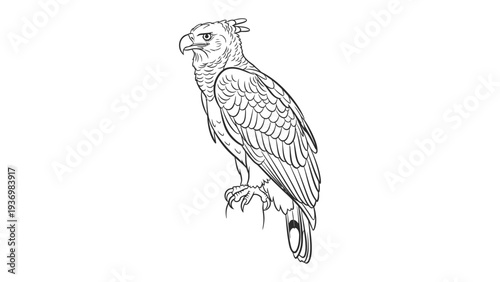  Majestic Eagle in Profile: An imposing eagle, captured in detailed line art, perches with regal poise, highlighting the power and elegance of this iconic raptor.