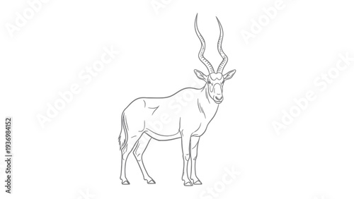 Elegant Addax Sketch: A graceful Addax antelope stands tall, its unique, spiraled horns reaching towards the sky, showcasing the beauty of the desert's most resilient survivor.
